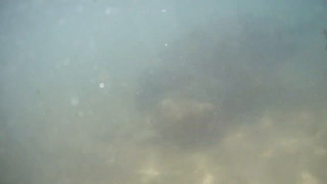 Черепахи на пляже Хиккадува. Шри Ланка. Hikkaduwa. Sri Lanka.