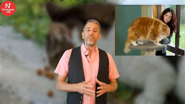 Cute Kitty Grows To World'S Biggest Domestic Cat! смотреть онлайн