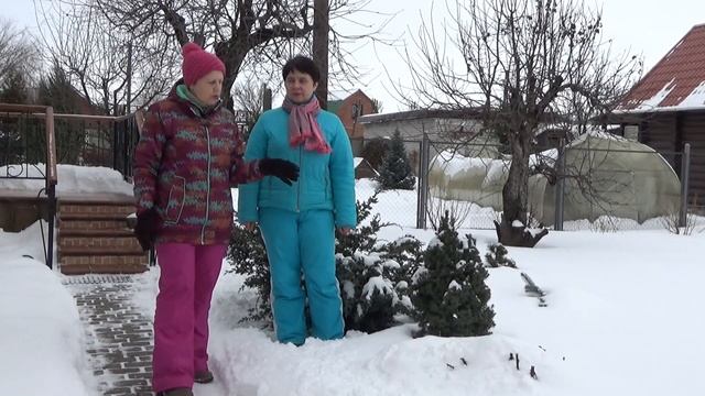 ХВОЙНЫЕ зимуют по-разному смотреть онлайн