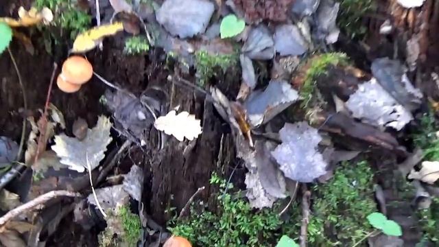 Какие грибы растут в октябре. Опенок кирпично-красный.