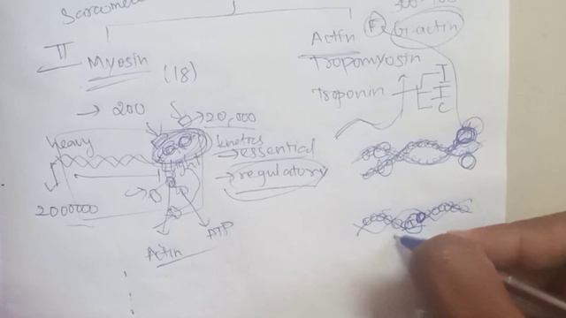 Contractile and other proteins of muscle | Explanation in Tamil | Sukumiii смотреть онлайн