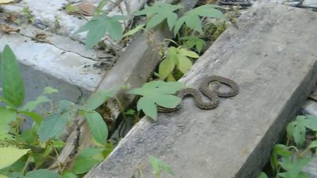 Щитомордник смотреть онлайн