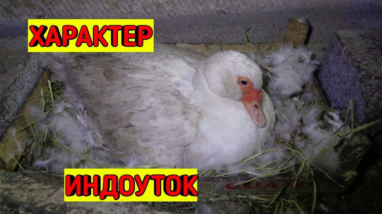 ✅Как проверить яйца под Индоуткой/ Овоскопирование яиц/ Мускусные утки/ Индоутка на яйцах смотреть онлайн