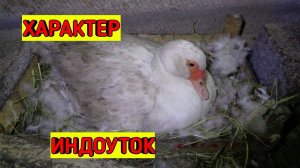 ✅Как проверить яйца под Индоуткой/ Овоскопирование яиц/ Мускусные утки/ Индоутка на яйцах