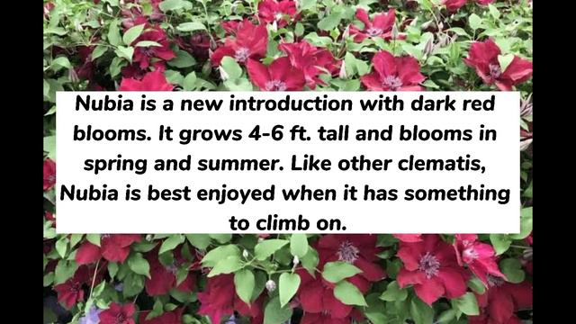49 Colorful Plants to Brighten Up Your Landscape смотреть онлайн
