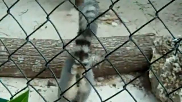 Ardastra Zoo, Nassau, Bahamas смотреть онлайн