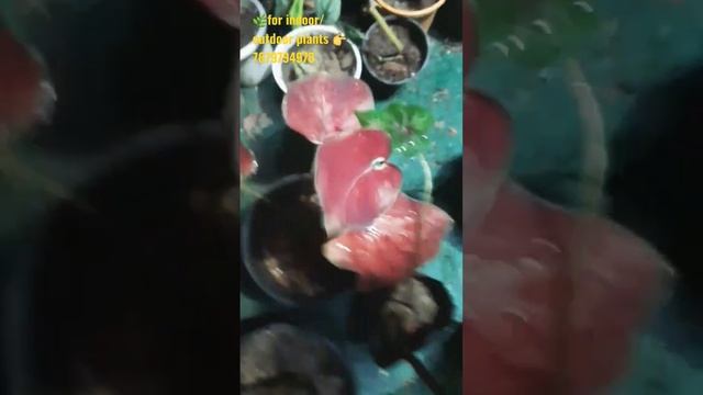 Plant Delivery #ranchi|#philodendron #hoya #syngonium #caladium #aglonema #homalomena #senseveria смотреть онлайн