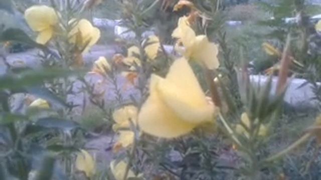 Чудо природы,цветок распускается на глазах смотреть онлайн