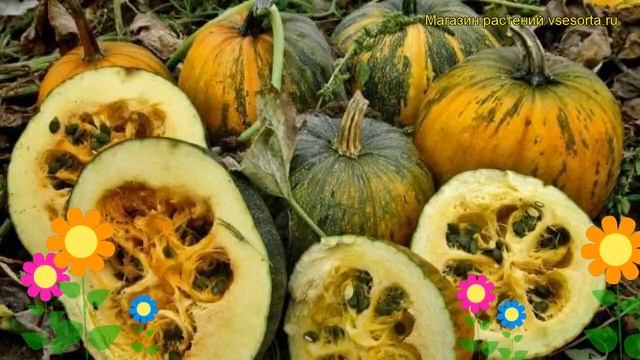 Тыква крупноплодная Голосеменная. Краткий обзор, описание характеристик Golosemennaia смотреть онлайн