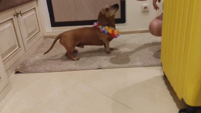 У моей собаки день рождения 🥳 поздравьте его) смотреть онлайн