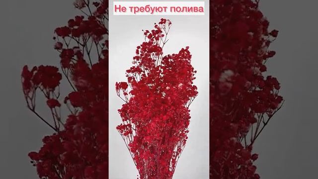 Сухоцветы натуральные Гипсофила стабилизированная, красная смотреть онлайн