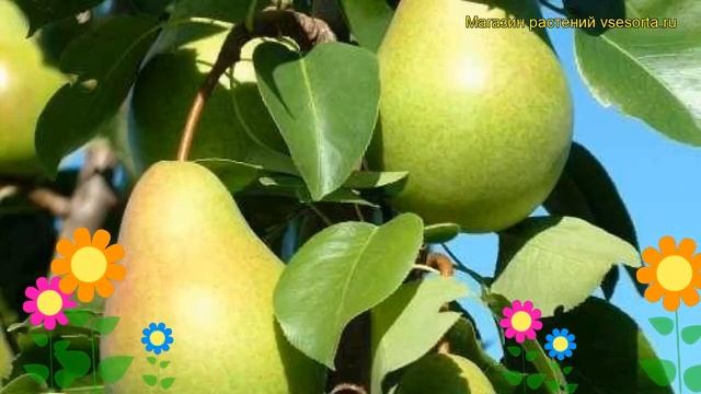 Груша обыкновенная Алегро. Краткий обзор, описание характеристик pyrus communis Alegro смотреть онлайн