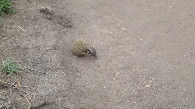 A Dung Beetle смотреть онлайн