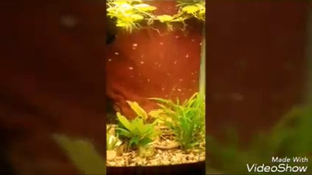 Размножение скалярий смотреть онлайн