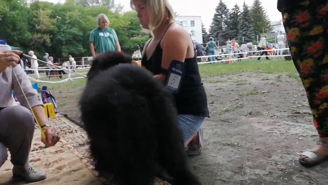 Кобель чемпион 1 Моно ЧАУ-ЧАУ 28.07.19 в г. Пензе смотреть онлайн