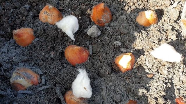 Тюльпаны. Посадка тюльпанов осенью. СЕКРЕТЫ! смотреть онлайн