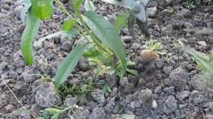 Прививка персика на миндаль. Состояние саженцев на май 2018 года