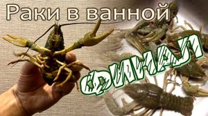 Раки в ванной. ФИНАЛ. Чем всё закончилось
