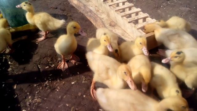 Утки Мулард. решил попробовать. вся правда. Что Как По чем ??? смотреть онлайн