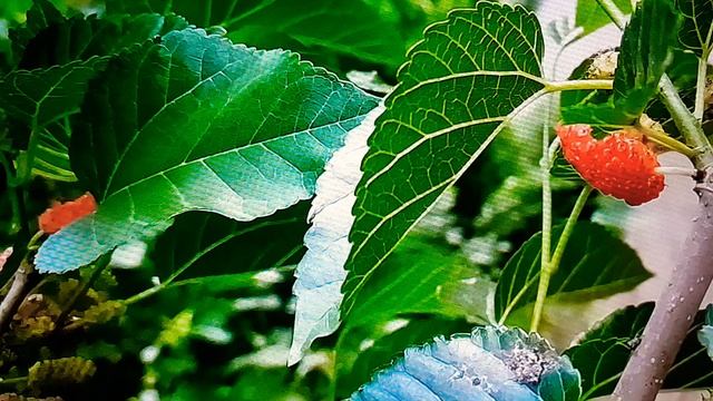 MULBERRY.НАЧАЛИ СОЗРЕВАТЬ ЯГОДЫ ШЕЛКОВИЦЫ(ТУТОВОГО ДЕРЕВА)ДОБРО ПОЖАЛОВАТЬ НАРОД В НАШ САД-ОГОРОД☝? смотреть онлайн