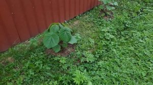 Павловния в подмосковье. Посадка. Уход.