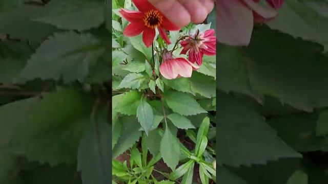 Георгин Кровавая Мэри смотреть онлайн