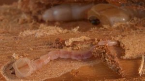 Чёрная златка как вредитель садовых деревьев и как интересное насекомое. // Clever Cricket