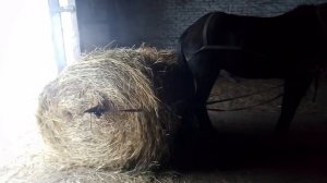 Перевозка тюков сена с помощью коня.Очень удобно и быстро.
