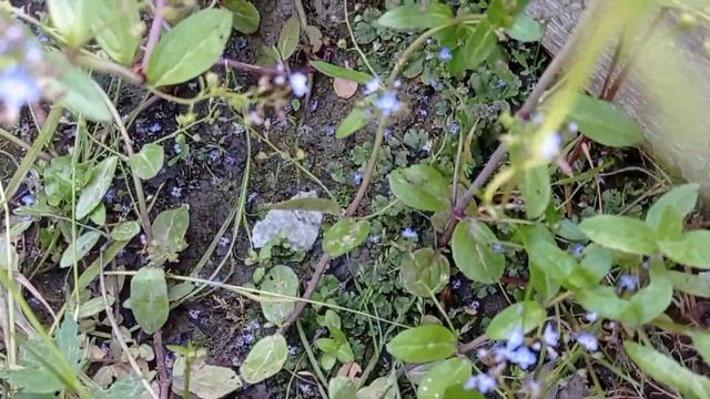 Снова на даче.Поливаем огород смотреть онлайн