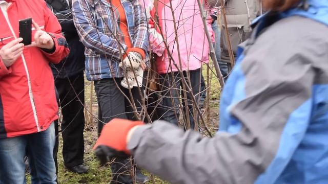 обрезка абрикос 3 смотреть онлайн