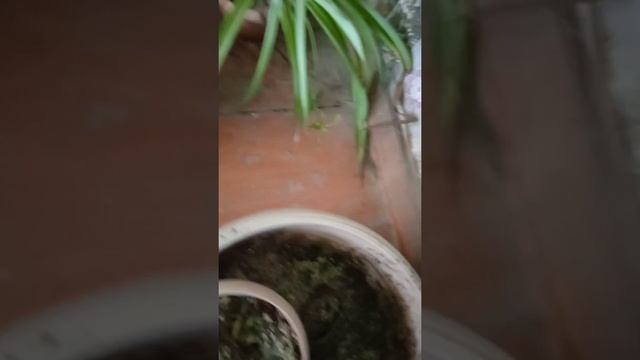 Деление и черенкование диффенбахии смотреть онлайн