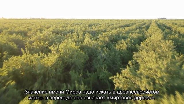 Значение имени Мирра. Толкование, судьба, характер смотреть онлайн
