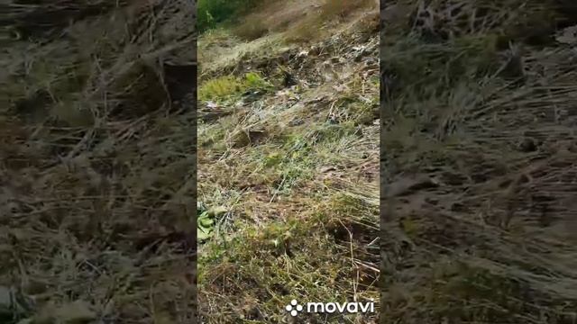 Трактор т-40 заготовка сена окончена грабли ворошилки старого образца на трактор т-40 смотреть онлайн