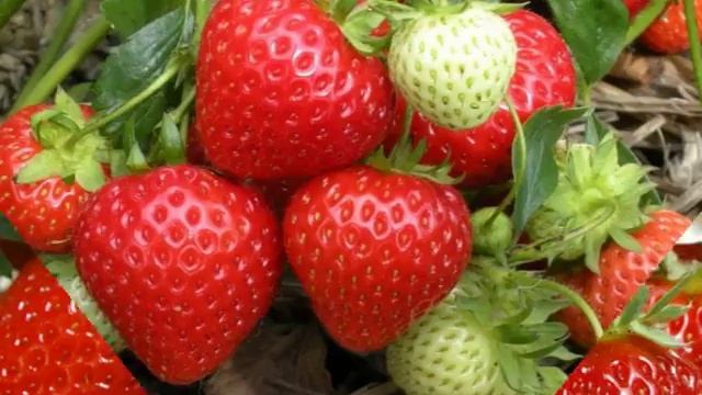 ЛУЧШИЕ СОРТА ПОЗДНЕЙ КЛУБНИКИ смотреть онлайн