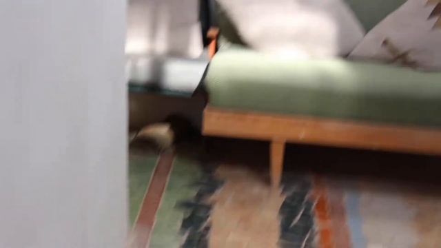 Змея заползла в дом! смотреть онлайн