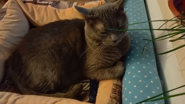 Недоволен.Мамка на холодный балкон не пустила.