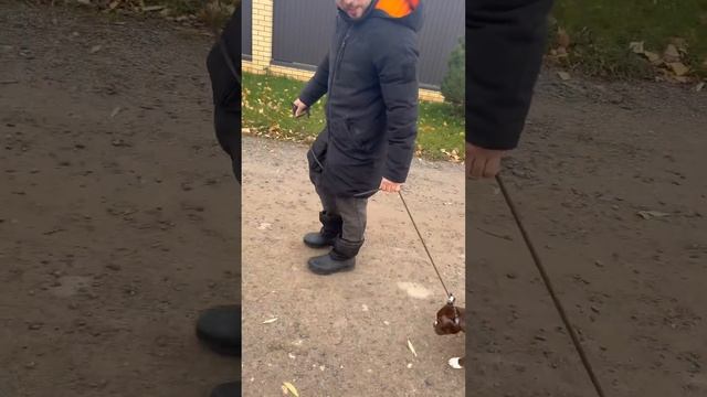 Как научить собаку (щенка) ходить с поводком рядом за 1 минуту. Советы от AlfaBullsKennel смотреть онлайн