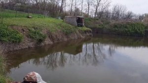 Чем и как я кормлю карпа