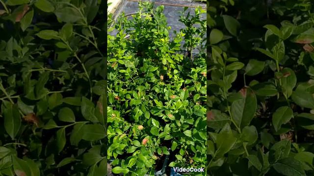Голубика. Подкисление