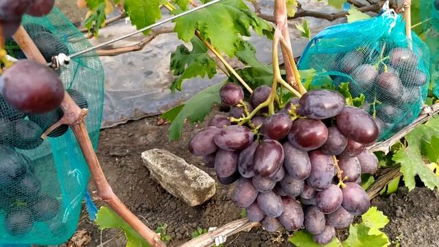 Банкетный-ранний виноград смотреть онлайн