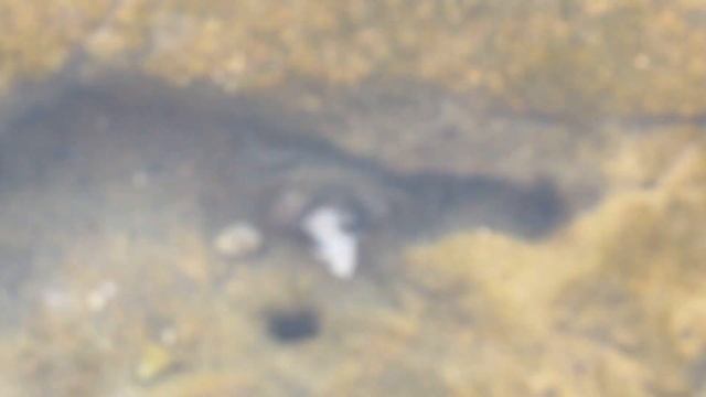 Краб есть куриное мясо например. смотреть онлайн