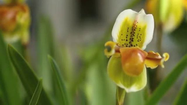exul color смотреть онлайн