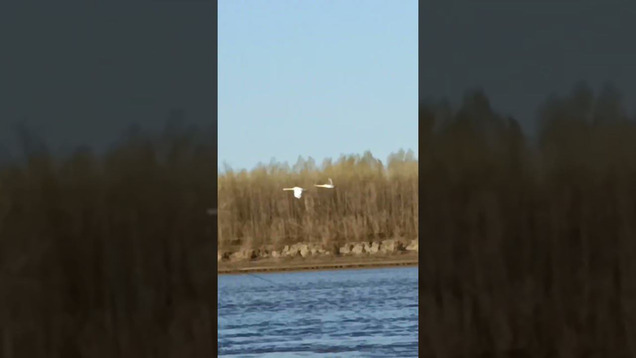 Летит пара лебедей. смотреть онлайн