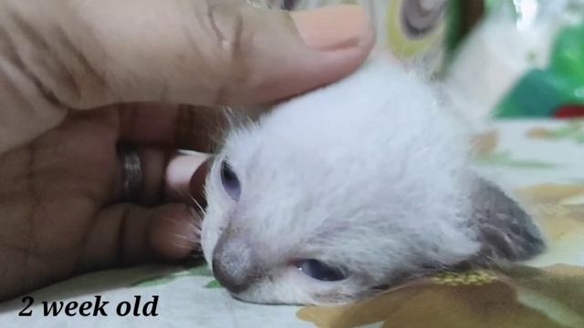 SIAMESE CAT 0 - 1 MONTH GROWTH JOURNEY смотреть онлайн
