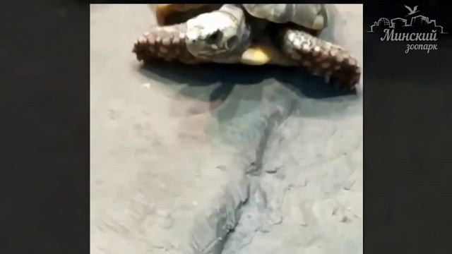 У́гольная черепаха?, или красноногая черепаха - малоизученный вид сухопутных черепах смотреть онлайн