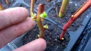 Запоздалое черенкование голубики зимними черенками ...