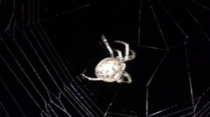 Spider. Паук плетёт паутину
