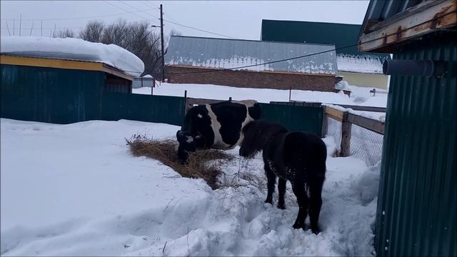 Сколько стоит молоко в деревне Алтая, или КАРАУЛ! Корова в запуске! смотреть онлайн