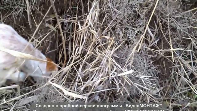 охота на лису фокс и ягд ,норная охота смотреть онлайн
