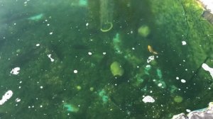 Как я поборол нитчатые водоросли( Нитчатку). #нитчатка#биоплато#пруд#осетры